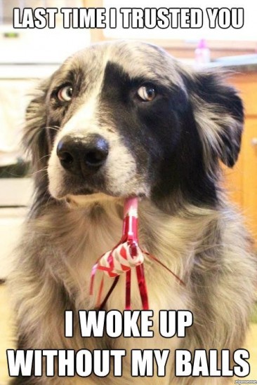 15 Dog memes to cheer up your day - Bloggapedia